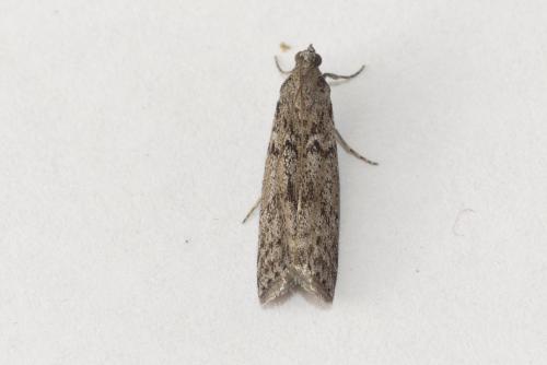 Ephestia kuehniella